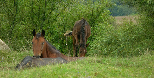 Nature of Nagorno Karabakh