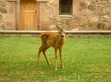 Deer from nearby forest, adopted by Gandzasar's clergy as pets.